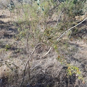 Acacia ulicifolia at Isaacs, ACT - 8 Nov 2024