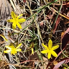 Tricoryne elatior (Yellow Rush Lily) at Isaacs, ACT - 8 Nov 2024 by Mike