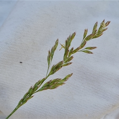 Lolium arundinaceum (Tall Fescue) at Isaacs, ACT - 8 Nov 2024 by Mike