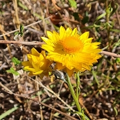 Xerochrysum viscosum (Sticky Everlasting) at Isaacs, ACT - 8 Nov 2024 by Mike