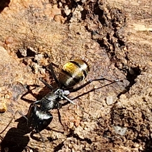 Camponotus aeneopilosus at Goulburn, NSW - 8 Nov 2024