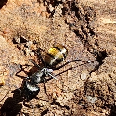 Camponotus aeneopilosus (A Golden-tailed sugar ant) at Goulburn, NSW - 8 Nov 2024 by trevorpreston