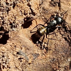 Camponotus aeneopilosus at Goulburn, NSW - 8 Nov 2024