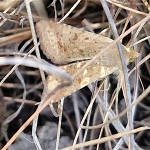 Helicoverpa (genus) at Goulburn, NSW - 8 Nov 2024 04:45 PM