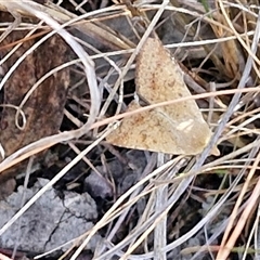 Helicoverpa (genus) at Goulburn, NSW - 8 Nov 2024