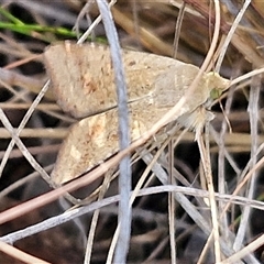 Helicoverpa (genus) at Goulburn, NSW - 8 Nov 2024 04:45 PM