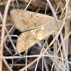 Helicoverpa (genus) at Goulburn, NSW - 8 Nov 2024