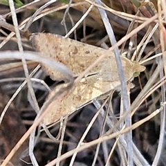 Helicoverpa (genus) at Goulburn, NSW - 8 Nov 2024 04:45 PM