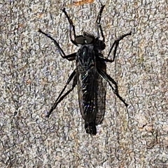 Cerdistus sp. (genus) (Slender Robber Fly) at Goulburn, NSW - 8 Nov 2024 by trevorpreston