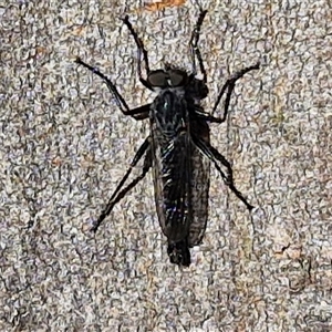 Cerdistus sp. (genus) at Goulburn, NSW - 8 Nov 2024