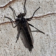 Cerdistus sp. (genus) at Goulburn, NSW - 8 Nov 2024 04:44 PM