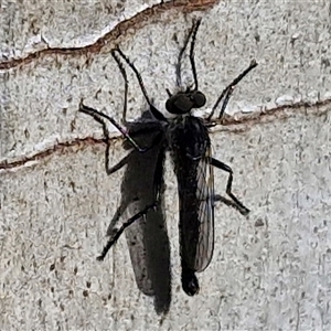 Cerdistus sp. (genus) at Goulburn, NSW - 8 Nov 2024 04:44 PM