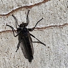 Cerdistus sp. (genus) at Goulburn, NSW - 8 Nov 2024