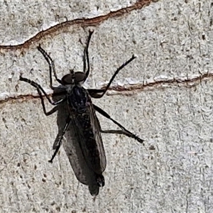 Cerdistus sp. (genus) at Goulburn, NSW - 8 Nov 2024