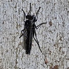 Cerdistus sp. (genus) at Goulburn, NSW - 8 Nov 2024 04:44 PM