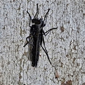 Cerdistus sp. (genus) at Goulburn, NSW - 8 Nov 2024