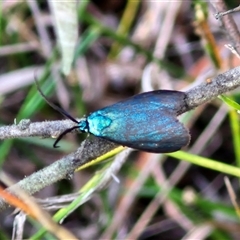 Pollanisus (genus) (A Forester Moth) at Goulburn, NSW - 8 Nov 2024 by trevorpreston