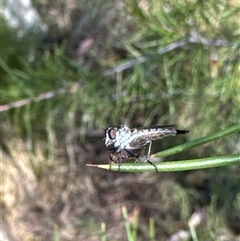 Cerdistus sp. (genus) (Slender Robber Fly) at Aranda, ACT - 8 Nov 2024 by Jubeyjubes