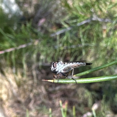 Cerdistus sp. (genus) (Slender Robber Fly) at Aranda, ACT - 8 Nov 2024 by Jubeyjubes