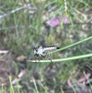 Cerdistus sp. (genus) at Aranda, ACT - 8 Nov 2024 04:48 PM