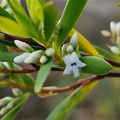 Styphelia mutica (Blunt Beard-heath) at Goulburn, NSW - 8 Nov 2024 by trevorpreston