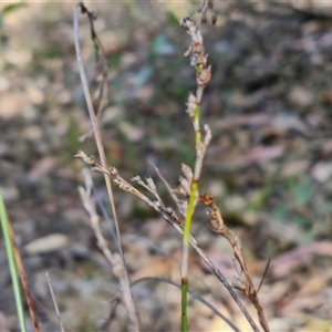 Lepidosperma laterale at Goulburn, NSW - 8 Nov 2024 04:40 PM