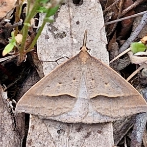 Epidesmia hypenaria at Goulburn, NSW - 8 Nov 2024 04:31 PM