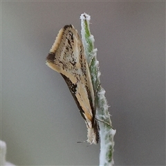 Thema macroscia (A concealer moth) at Gundaroo, NSW - 5 Nov 2024 by ConBoekel