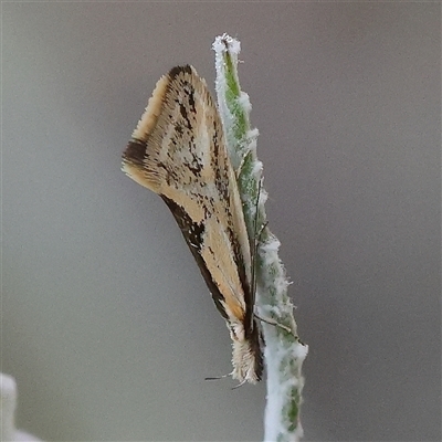 Thema macroscia (A concealer moth) at Gundaroo, NSW - 5 Nov 2024 by ConBoekel