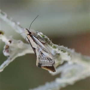 Thema macroscia at Gundaroo, NSW - 6 Nov 2024