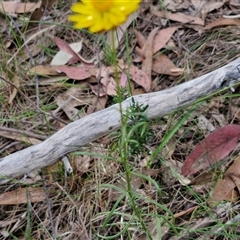 Xerochrysum viscosum at Goulburn, NSW - 8 Nov 2024 04:30 PM