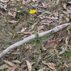 Xerochrysum viscosum at Goulburn, NSW - 8 Nov 2024 04:30 PM