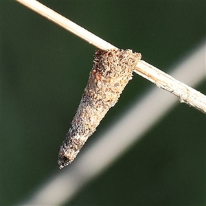 Conoeca or Lepidoscia (genera) IMMATURE at Gundaroo, NSW - 6 Nov 2024