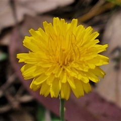 Hypochaeris radicata (Cat's Ear, Flatweed) at Goulburn, NSW - 8 Nov 2024 by trevorpreston