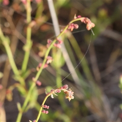 Gonocarpus tetragynus (Common Raspwort) at Gundaroo, NSW - 6 Nov 2024 by ConBoekel