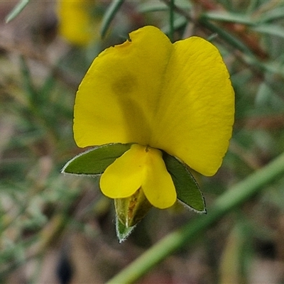 Gompholobium huegelii (pale wedge–pea) at Goulburn, NSW - 8 Nov 2024 by trevorpreston