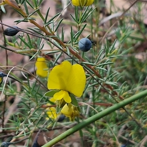 Gompholobium huegelii at Goulburn, NSW - 8 Nov 2024