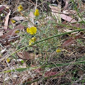 Gompholobium huegelii at Goulburn, NSW - 8 Nov 2024