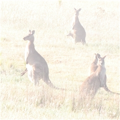 Macropus giganteus (Eastern Grey Kangaroo) at Gundaroo, NSW - 6 Nov 2024 by ConBoekel