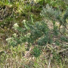 Cassinia aculeata subsp. aculeata at Goulburn, NSW - 8 Nov 2024 04:28 PM