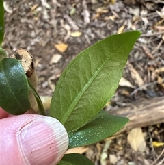 Myrsine howittiana at Kangaroo Valley, NSW - 8 Nov 2024 by lbradley