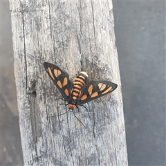 Amata (genus) (Handmaiden Moth) at Shark Creek, NSW - 30 Oct 2024 by Topwood