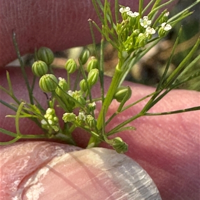 Cyclospermum leptophyllum (Slender Celery, Wild Carrot) at Kangaroo Valley, NSW - 8 Nov 2024 by lbradley