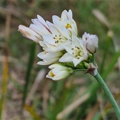 Nothoscordum borbonicum (Onion Weed) at Goulburn, NSW - 8 Nov 2024 by trevorpreston