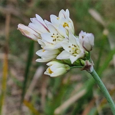 Nothoscordum borbonicum (Onion Weed) at Goulburn, NSW - 8 Nov 2024 by trevorpreston