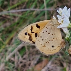 Heteronympha merope (Common Brown Butterfly) at Goulburn, NSW - 8 Nov 2024 by trevorpreston