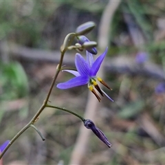 Dianella revoluta var. revoluta (Black-Anther Flax Lily) at Goulburn, NSW - 8 Nov 2024 by trevorpreston