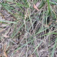 Dianella revoluta var. revoluta at Goulburn, NSW - 8 Nov 2024 04:25 PM