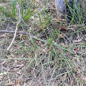 Dianella revoluta var. revoluta at Goulburn, NSW - 8 Nov 2024 04:25 PM