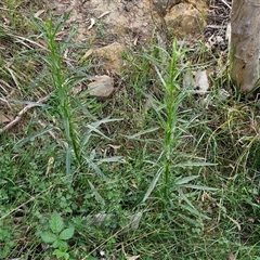 Senecio diaschides at Goulburn, NSW - 8 Nov 2024 04:21 PM